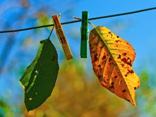leaves, clothespins, fall wallpaper