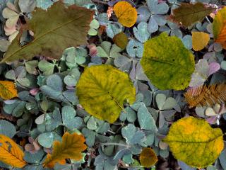 leaves, fern, autumn wallpaper