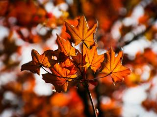 leaves, maple, blurring wallpaper