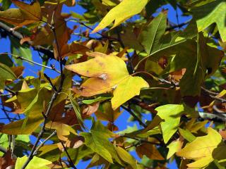 leaves, maple, dry wallpaper