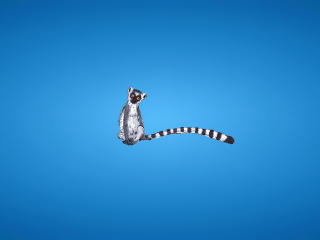 lemur, blue background, tail Wallpaper