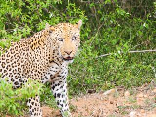 leopard, cheetah, predator Wallpaper