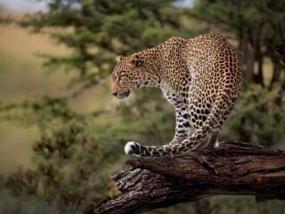 Leopard HD Photography wallpaper