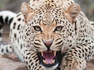 leopard, predator, face wallpaper