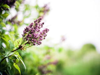lilac, branch, spring wallpaper