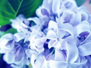 lilac, flowers, plants wallpaper