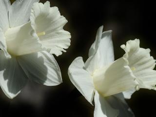 lily, flower, white wallpaper