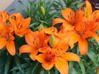 lily, orange, bright wallpaper