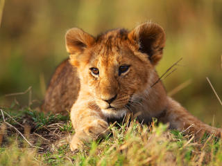 lion cub, grass, lion wallpaper