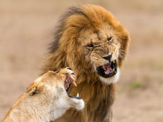 lion, lioness, aggression wallpaper
