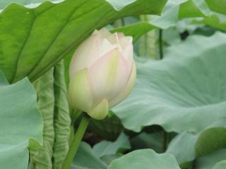 lotus, bud, leaves wallpaper