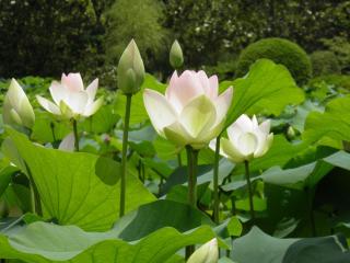 lotus, leaves, herbs wallpaper