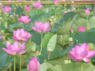 lotus, pink, leaves Wallpaper