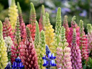 lupines, flowers, colorful wallpaper