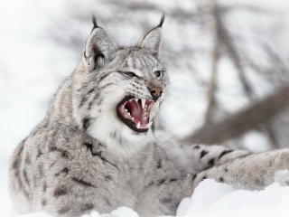 lynx, predator, snow wallpaper