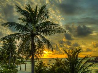 maldives, palms, trees wallpaper