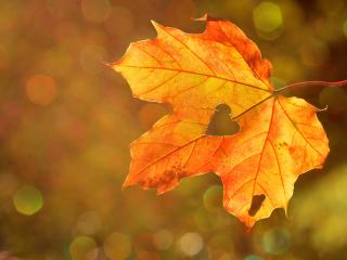 maple leaf, autumn, heart Wallpaper