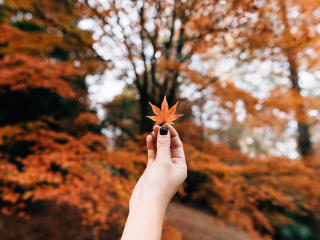 maple, leaf, autumn Wallpaper