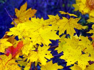 maple, leaves, fall wallpaper