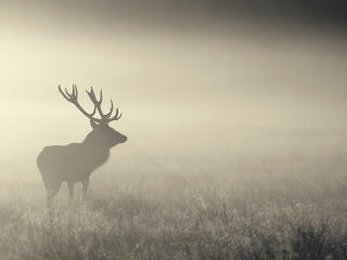 Mist Deer wallpaper