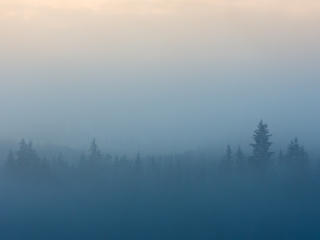 Misty Foggy Forest wallpaper