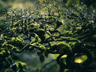 moss, branches, drops Wallpaper