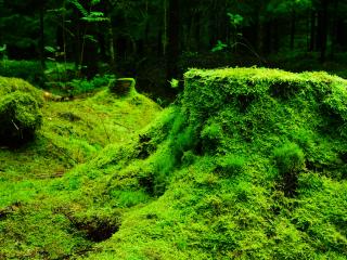 moss, grass, tree stump wallpaper