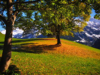 mountains, autumn, grass wallpaper