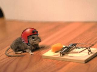mouse, cheese, mouse trap wallpaper