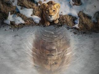 Mufasa The Lion King 4K 2025 Movie wallpaper