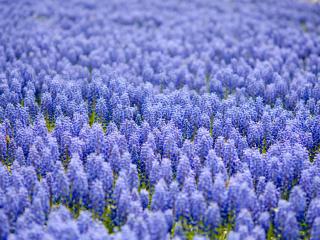 muscari, blue, field wallpaper