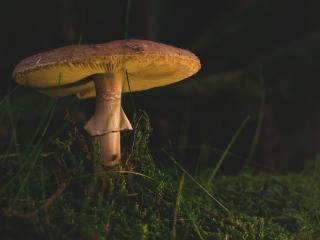 mushroom, amanita, fungus Wallpaper