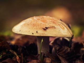 mushroom, close-up, autumn Wallpaper