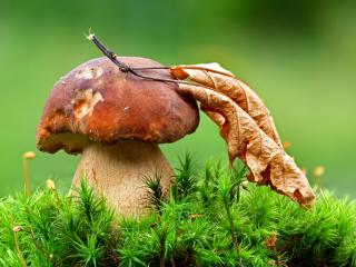 mushroom, grass, leaf wallpaper