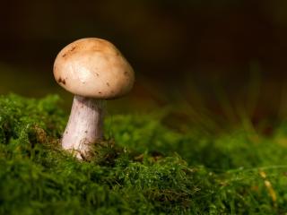 mushroom, grass, moss wallpaper