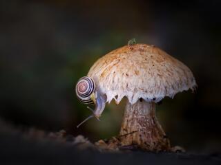 Mushroom HD Snail Photography wallpaper