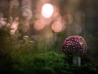 Mushroom wallpaper