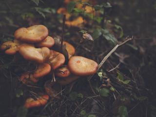 mushrooms, leaves, grass Wallpaper