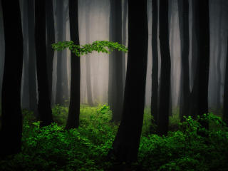 Mysterious Forest Art wallpaper