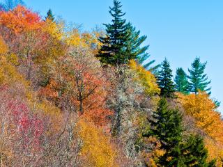 nature, trees, autumn wallpaper