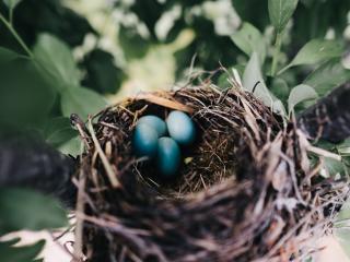 nest, eggs, thrush Wallpaper