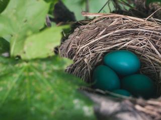 nest, eggs, true thrush Wallpaper