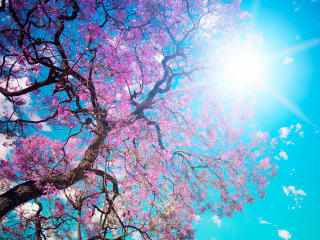o-hanami, blossom festival and to enjoy the cherry blossoms, japan wallpaper