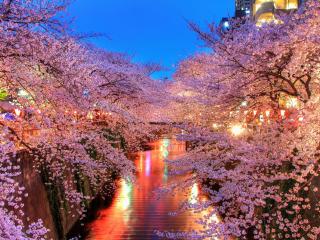 o-hanami, blossom, sakura wallpaper