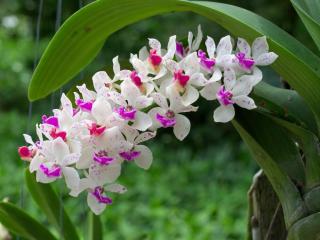orchid, branch, bloom Wallpaper