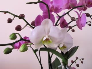 orchid, flower, branch wallpaper