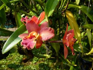 orchid, flower, garden wallpaper