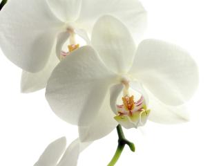 orchid, flower, petals wallpaper