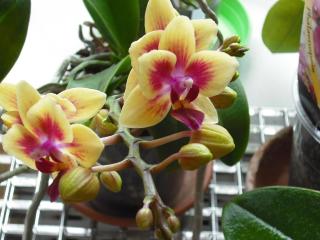 orchid, flower, pot Wallpaper