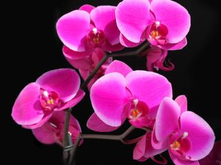 orchid, flower, stem wallpaper